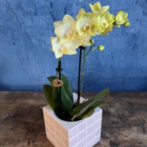 Orchidées & son cache pot