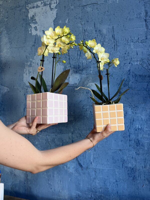 Orchidées & son cache pot – Image 3