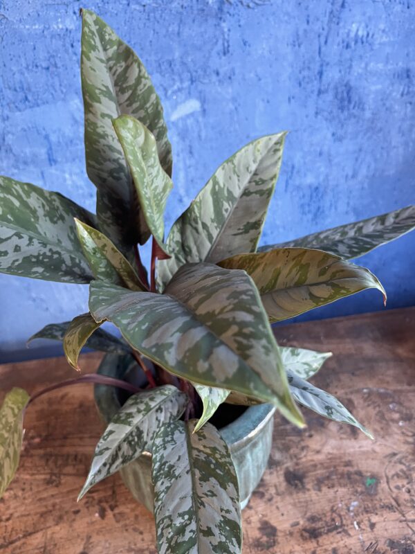 Calathéa & son pot – Image 3