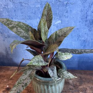Calathéa & son pot
