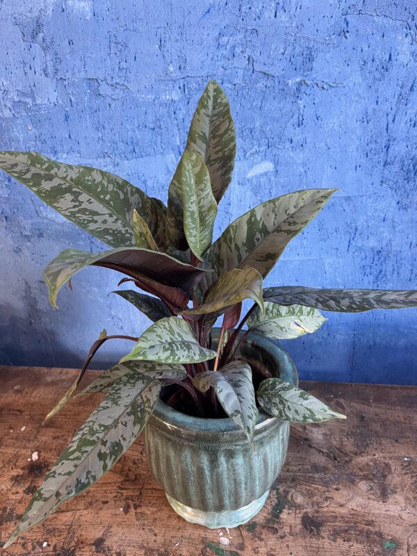 Calathéa & son pot