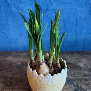 Narcisses & son cache pot